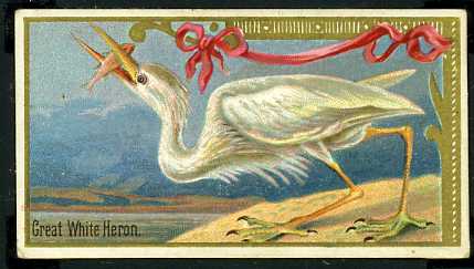 23 Great White Heron